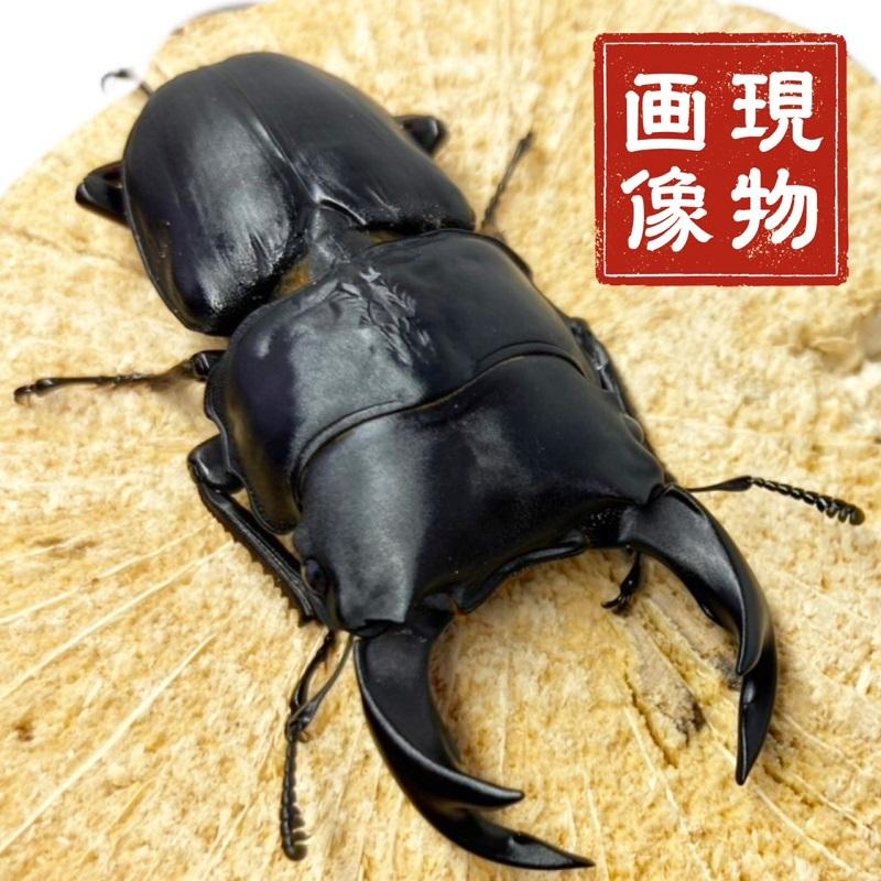 ホペイオオクワガタ ペア 極太血統 【現物個体】 中国 外国産 販売