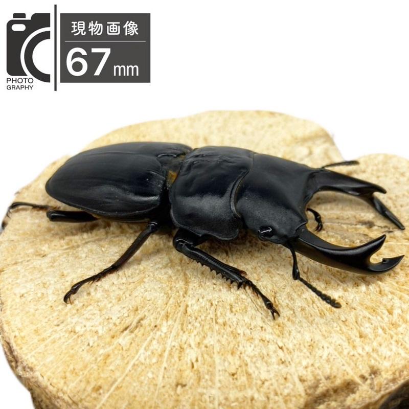 （売り切れ）ホペイオオクワガタ　ペア 価格の安いホペイオオクワガタ ペア オス72㎜ / アクア＆ペット かねだい