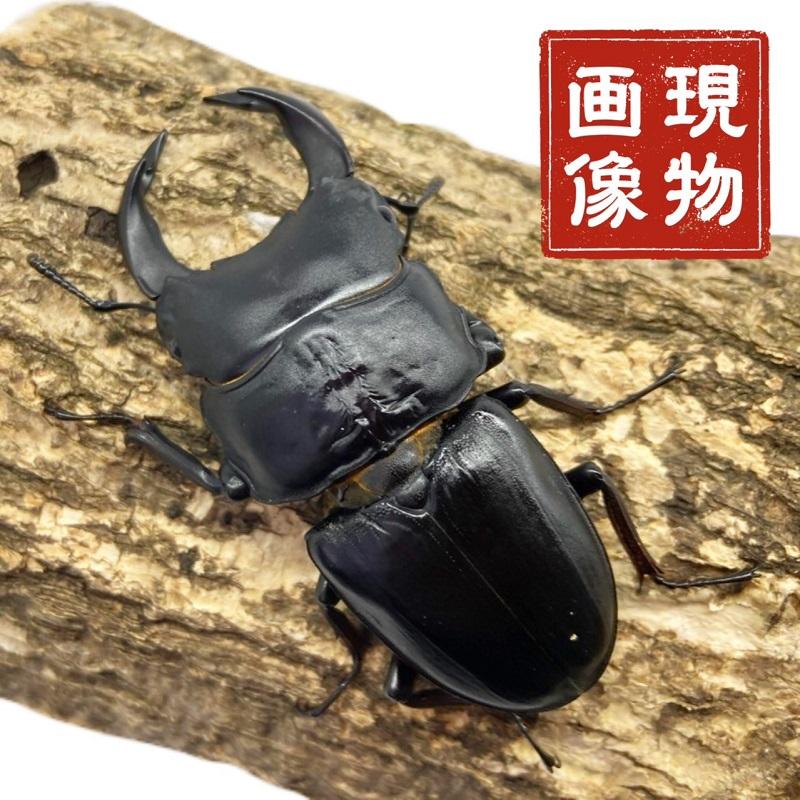 ホペイオオクワガタ ペア 極太血統 【現物個体】 中国 外国産 販売