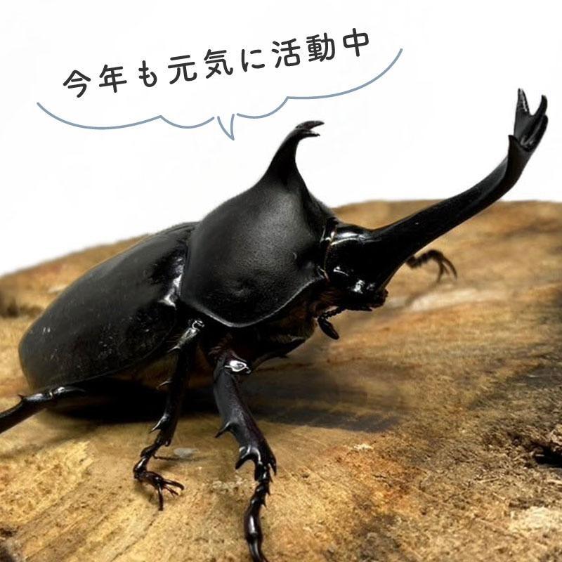 カブトムシ オス 【山口県産】国産 販売 生体 成虫 昆虫 飼育 観賞 国産 成虫 生体 フリーサイズ 人気 の商品画像