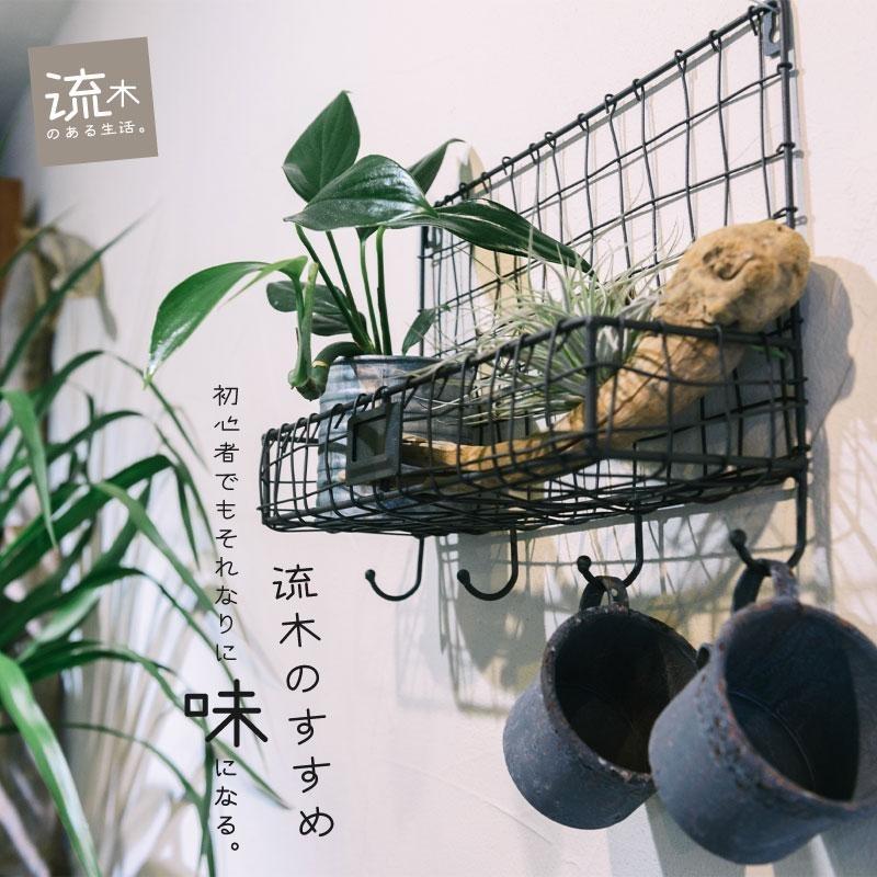 No.1017o】流木爬虫類レイアウト✫インテリア✫エアープランツ