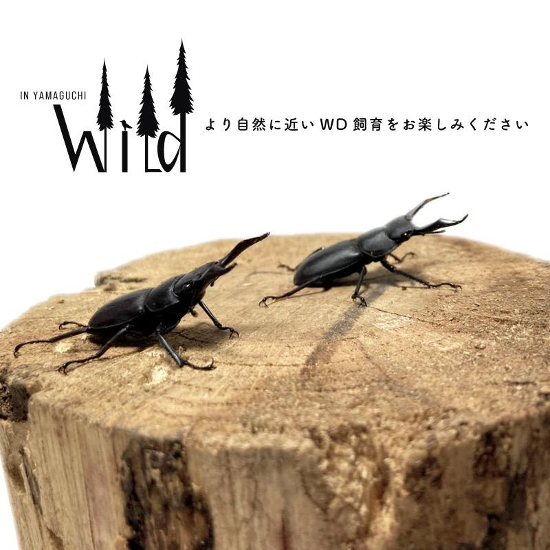 コクワガタ WD  生体 成虫 35mm以上2匹セット _kk027｜r-kiiro｜06