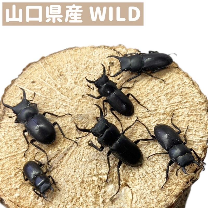 F1個体まとめて】山梨県産オオクワガタ6匹