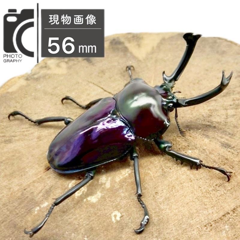 ニジイロクワガタ オス 【現物画像】写真の個体が届きます クワガタ 外