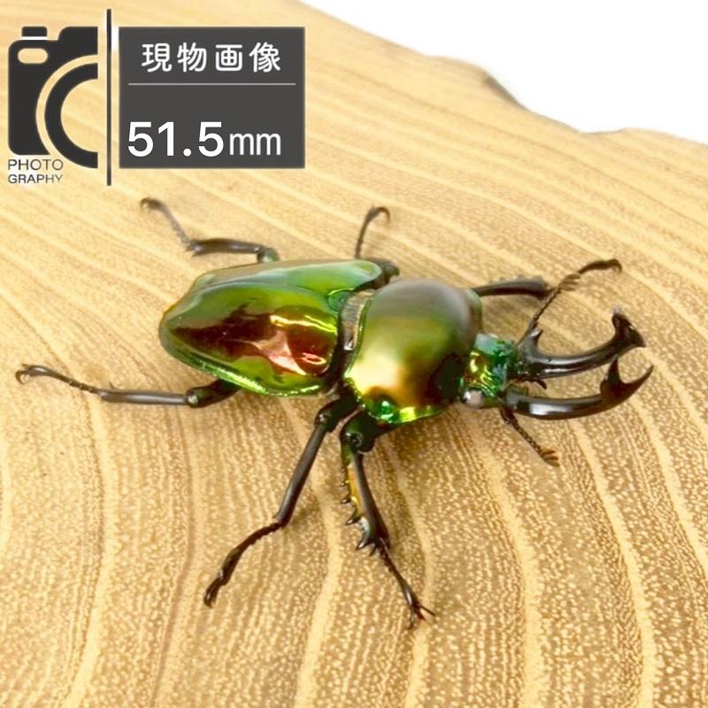 ニジイロクワガタ  ホワイトアイ【現物画像/オス】写真の個体が届きます 外国産 販売 生体 成虫 飼育 観賞 人気 きれい 色虫 虹色 光沢 にじいろ |  | 02