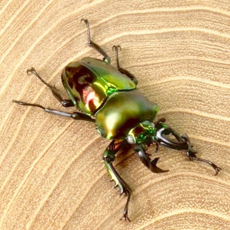 ニジイロクワガタ  ホワイトアイ【現物画像/オス】写真の個体が届きます 外国産 販売 生体 成虫 飼育 観賞 人気 きれい 色虫 虹色 光沢 にじいろ |  | 03