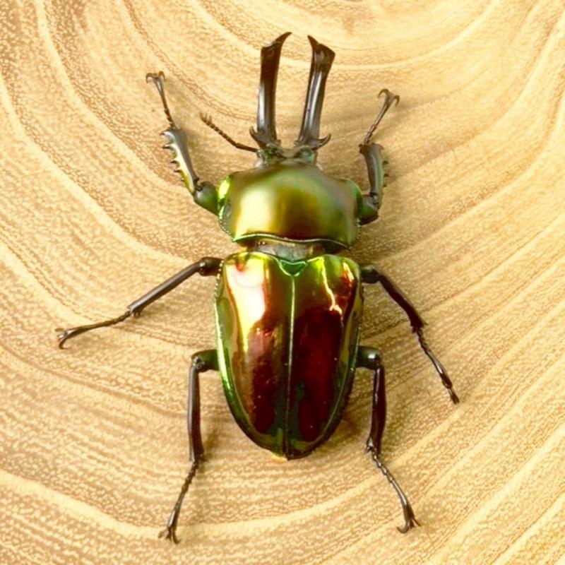 ニジイロクワガタ  ホワイトアイ【現物画像/オス】写真の個体が届きます 外国産 販売 生体 成虫 飼育 観賞 人気 きれい 色虫 虹色 光沢 にじいろ |  | 04