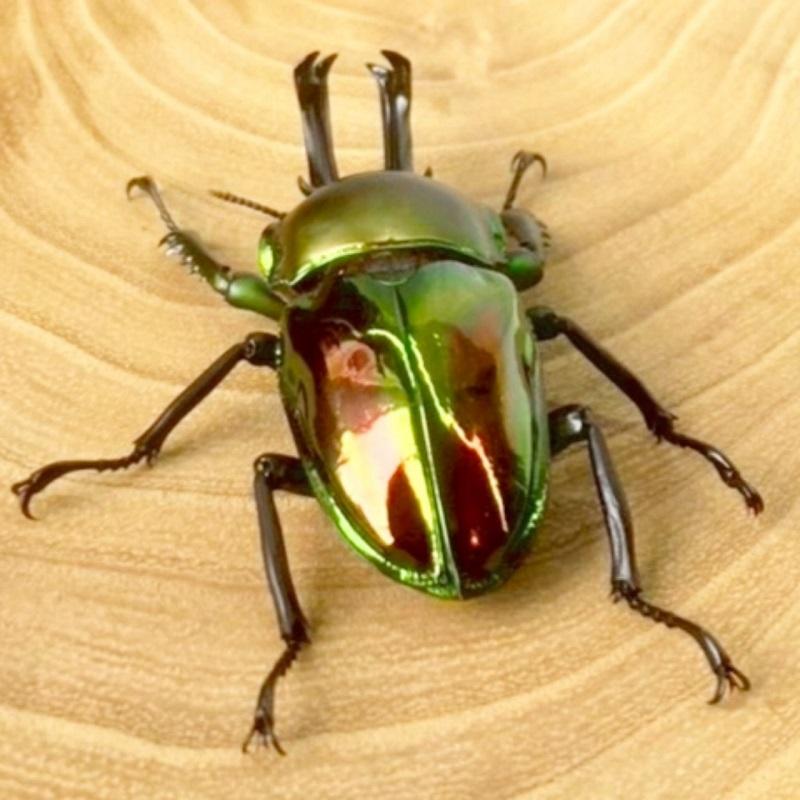 ニジイロクワガタ  ホワイトアイ【現物画像/オス】写真の個体が届きます 外国産 販売 生体 成虫 飼育 観賞 人気 きれい 色虫 虹色 光沢 にじいろ |  | 05