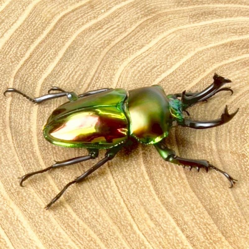 ニジイロクワガタ  ホワイトアイ【現物画像/オス】写真の個体が届きます 外国産 販売 生体 成虫 飼育 観賞 人気 きれい 色虫 虹色 光沢 にじいろ |  | 06