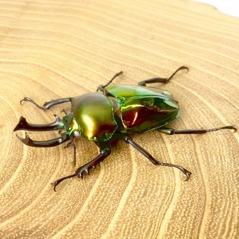 ニジイロクワガタ  ホワイトアイ【現物画像/オス】写真の個体が届きます 外国産 販売 生体 成虫 飼育 観賞 人気 きれい 色虫 虹色 光沢 にじいろ |  | 07