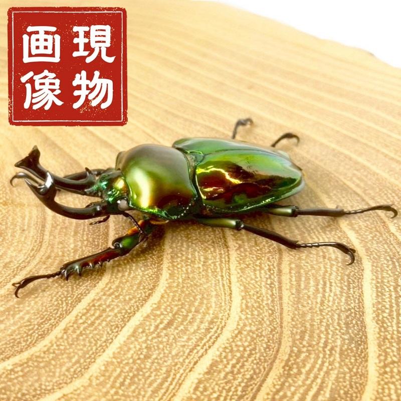 ニジイロクワガタ  ホワイトアイ【現物画像/オス】写真の個体が届きます 外国産 販売 生体 成虫 飼育 観賞 人気 きれい 色虫 虹色 光沢 にじいろ |  | 08