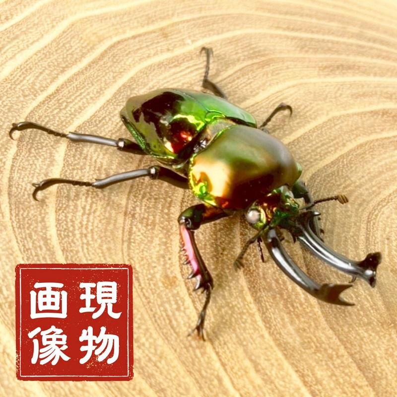 ニジイロクワガタ  ホワイトアイ【現物画像/オス】写真の個体が届きます 外国産 販売 生体 成虫 飼育 観賞 人気 きれい 色虫 虹色 光沢 にじいろ | 