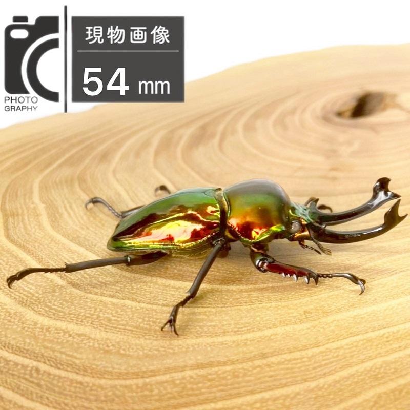ニジイロクワガタ  ホワイトアイ【現物画像/オス】写真の個体が届きます 外国産 販売 生体 成虫 飼育 観賞 人気 きれい 色虫 虹色 光沢 にじいろ |  | 02