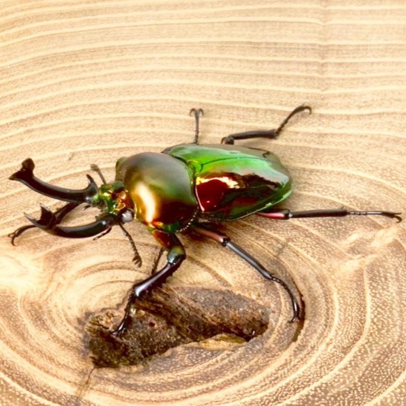 ニジイロクワガタ  ホワイトアイ【現物画像/オス】写真の個体が届きます 外国産 販売 生体 成虫 飼育 観賞 人気 きれい 色虫 虹色 光沢 にじいろ |  | 03