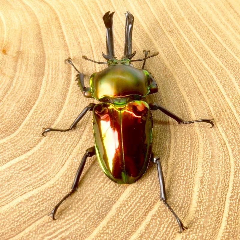 ニジイロクワガタ  ホワイトアイ【現物画像/オス】写真の個体が届きます 外国産 販売 生体 成虫 飼育 観賞 人気 きれい 色虫 虹色 光沢 にじいろ |  | 04