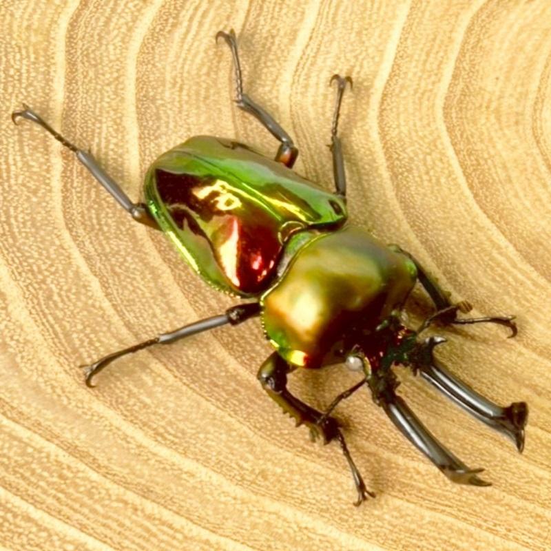 ニジイロクワガタ  ホワイトアイ【現物画像/オス】写真の個体が届きます 外国産 販売 生体 成虫 飼育 観賞 人気 きれい 色虫 虹色 光沢 にじいろ |  | 05