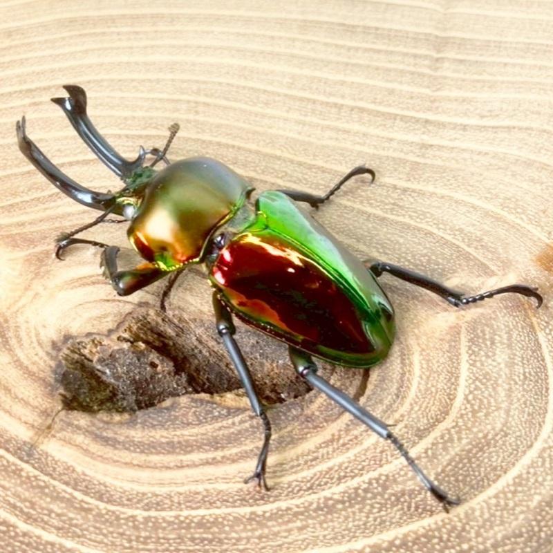 ニジイロクワガタ  ホワイトアイ【現物画像/オス】写真の個体が届きます 外国産 販売 生体 成虫 飼育 観賞 人気 きれい 色虫 虹色 光沢 にじいろ |  | 06