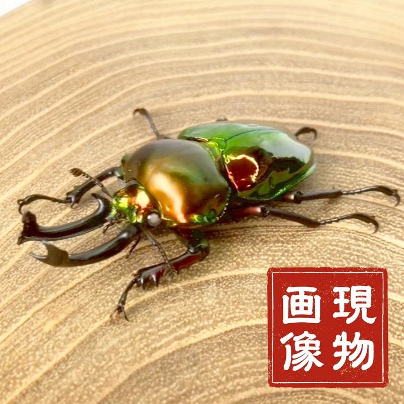 ニジイロクワガタ  ホワイトアイ【現物画像/オス】写真の個体が届きます 外国産 販売 生体 成虫 飼育 観賞 人気 きれい 色虫 虹色 光沢 にじいろ |  | 08