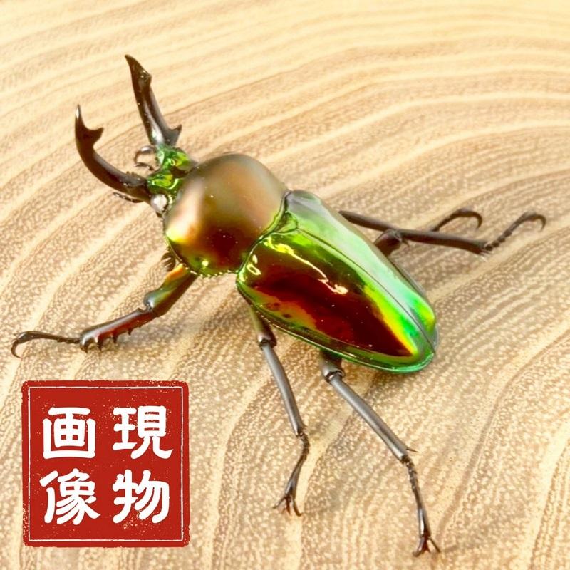 ニジイロクワガタ  ホワイトアイ【現物画像/オス】写真の個体が届きます 外国産 販売 生体 成虫 飼育 観賞 人気 きれい 色虫 虹色 光沢 にじいろ | 