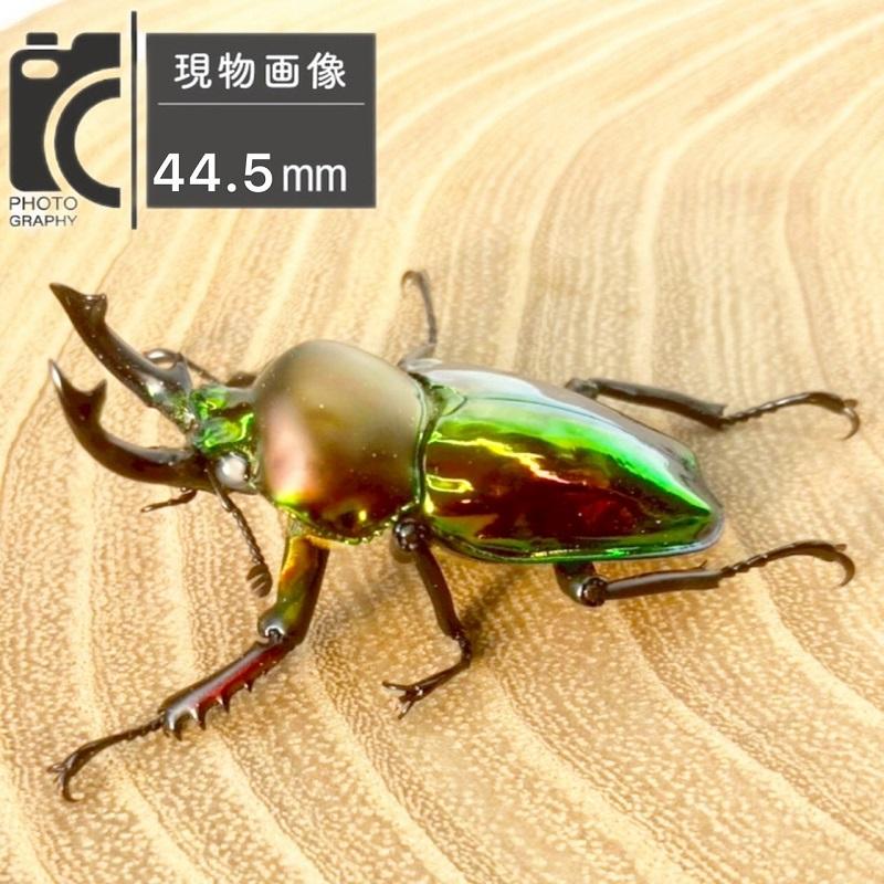 ニジイロクワガタ  ホワイトアイ【現物画像/オス】写真の個体が届きます 外国産 販売 生体 成虫 飼育 観賞 人気 きれい 色虫 虹色 光沢 にじいろ |  | 02