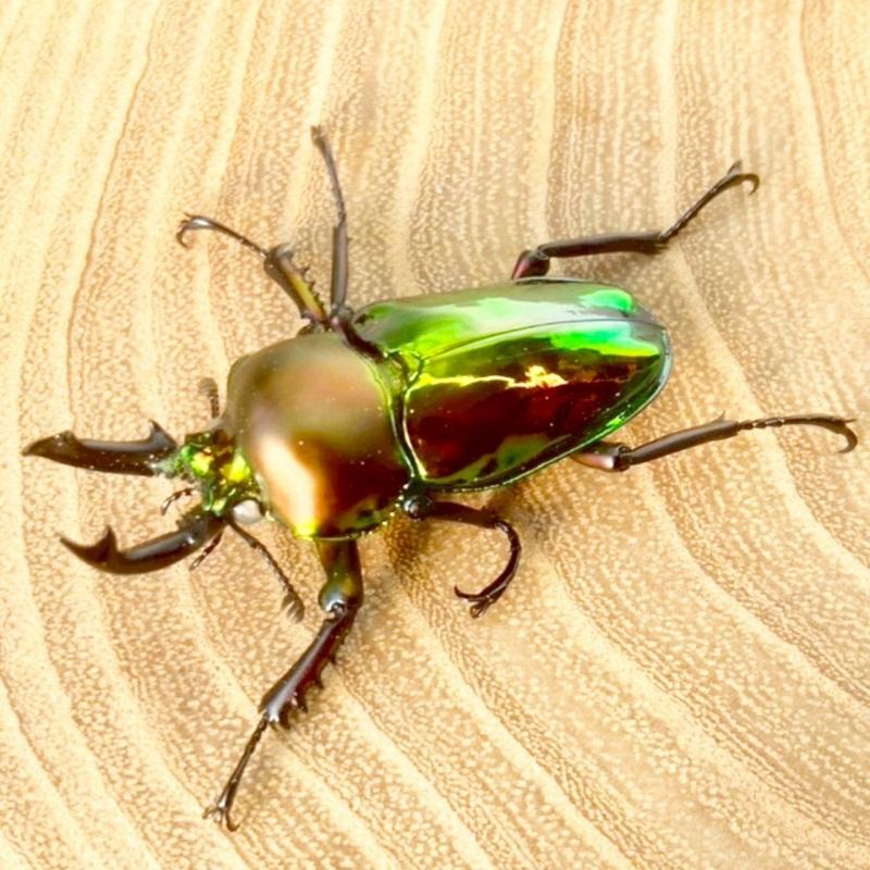 ニジイロクワガタ  ホワイトアイ【現物画像/オス】写真の個体が届きます 外国産 販売 生体 成虫 飼育 観賞 人気 きれい 色虫 虹色 光沢 にじいろ |  | 03