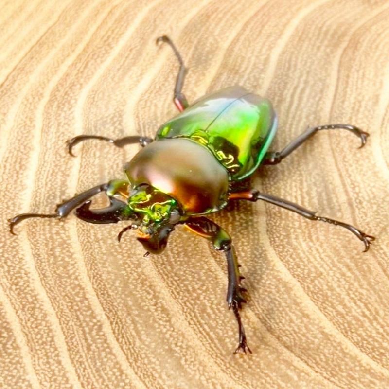 ニジイロクワガタ  ホワイトアイ【現物画像/オス】写真の個体が届きます 外国産 販売 生体 成虫 飼育 観賞 人気 きれい 色虫 虹色 光沢 にじいろ |  | 04