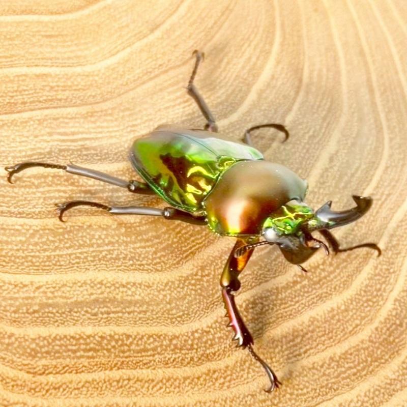 ニジイロクワガタ  ホワイトアイ【現物画像/オス】写真の個体が届きます 外国産 販売 生体 成虫 飼育 観賞 人気 きれい 色虫 虹色 光沢 にじいろ |  | 05
