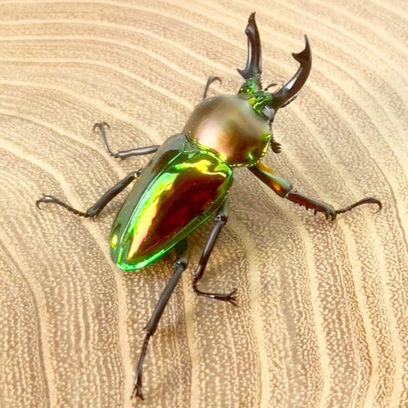 ニジイロクワガタ  ホワイトアイ【現物画像/オス】写真の個体が届きます 外国産 販売 生体 成虫 飼育 観賞 人気 きれい 色虫 虹色 光沢 にじいろ |  | 06