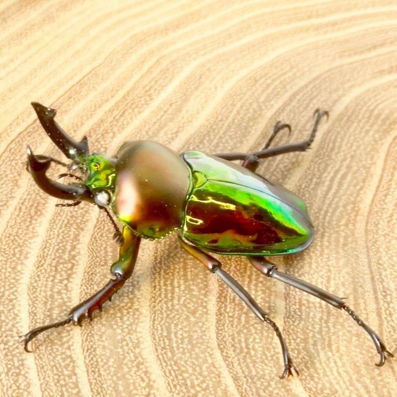 ニジイロクワガタ  ホワイトアイ【現物画像/オス】写真の個体が届きます 外国産 販売 生体 成虫 飼育 観賞 人気 きれい 色虫 虹色 光沢 にじいろ |  | 07