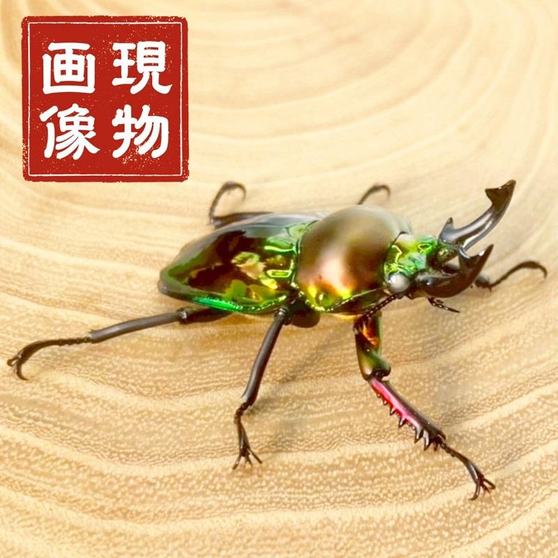 ニジイロクワガタ  ホワイトアイ【現物画像/オス】写真の個体が届きます 外国産 販売 生体 成虫 飼育 観賞 人気 きれい 色虫 虹色 光沢 にじいろ |  | 08
