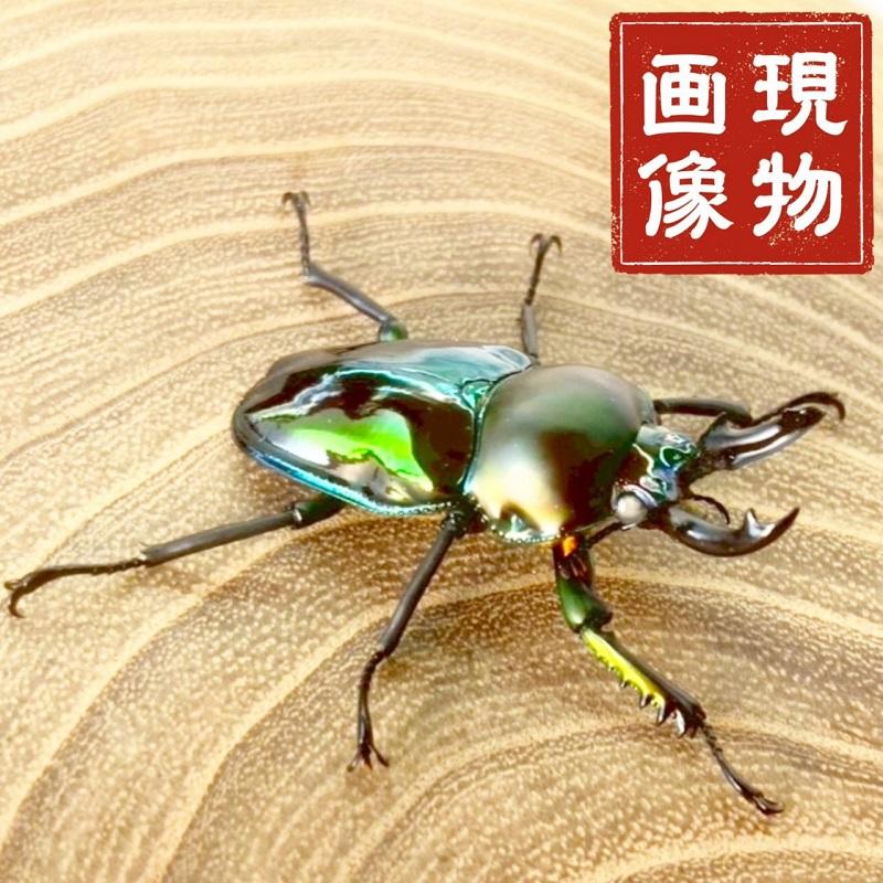 ニジイロクワガタ  ホワイトアイ【現物画像/オス】写真の個体が届きます 外国産 販売 生体 成虫 飼育 観賞 人気 きれい 色虫 虹色 光沢 にじいろ グリーン強 緑 | 