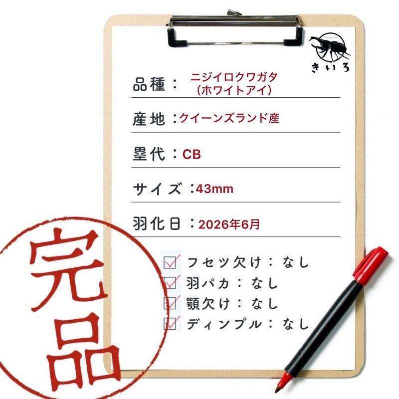 ニジイロクワガタ  ホワイトアイ【現物画像/オス】写真の個体が届きます 外国産 販売 生体 成虫 飼育 観賞 人気 きれい 色虫 虹色 光沢 にじいろ グリーン強 緑 |  | 01