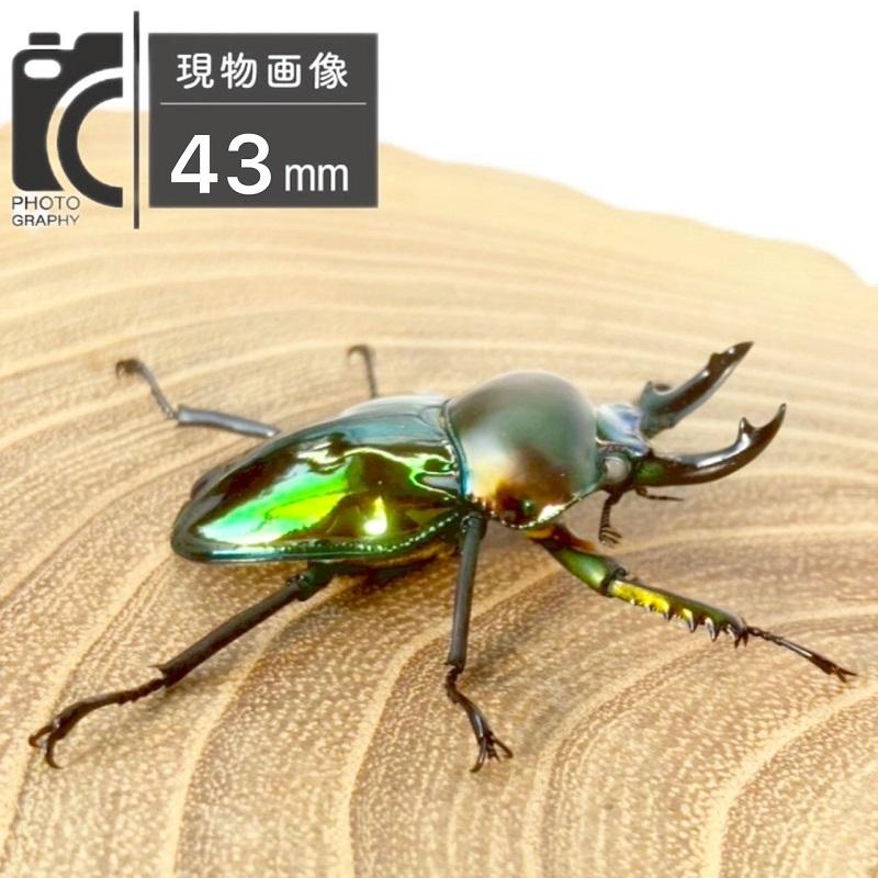 ニジイロクワガタ  ホワイトアイ【現物画像/オス】写真の個体が届きます 外国産 販売 生体 成虫 飼育 観賞 人気 きれい 色虫 虹色 光沢 にじいろ グリーン強 緑 |  | 02