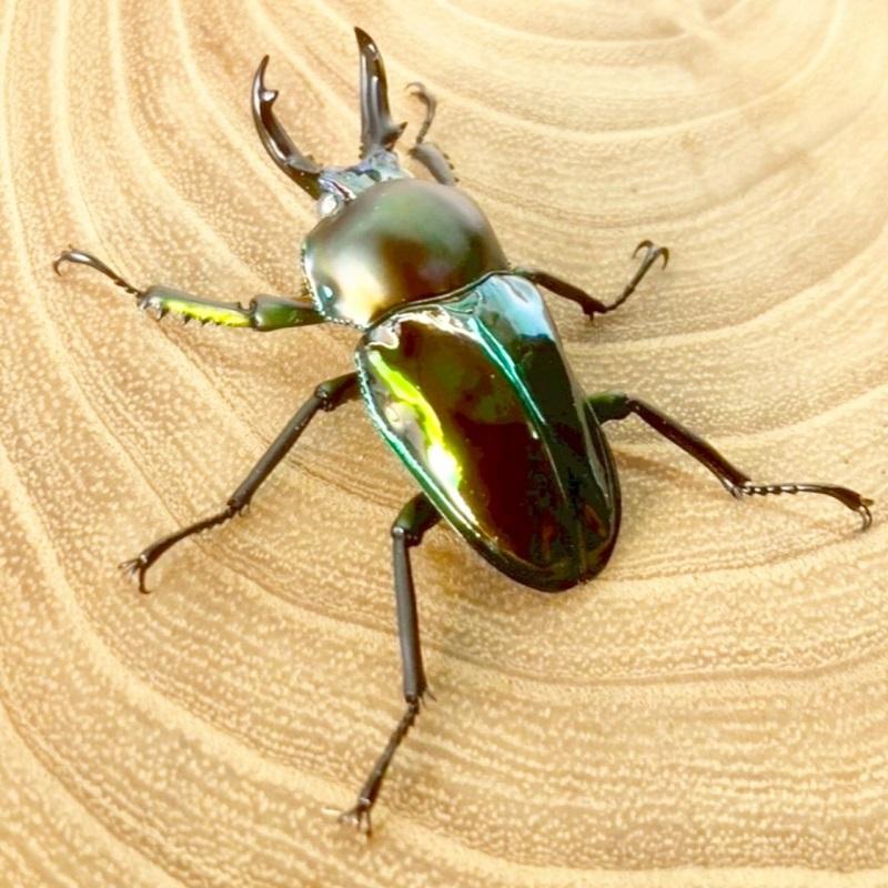 ニジイロクワガタ  ホワイトアイ【現物画像/オス】写真の個体が届きます 外国産 販売 生体 成虫 飼育 観賞 人気 きれい 色虫 虹色 光沢 にじいろ グリーン強 緑 |  | 03