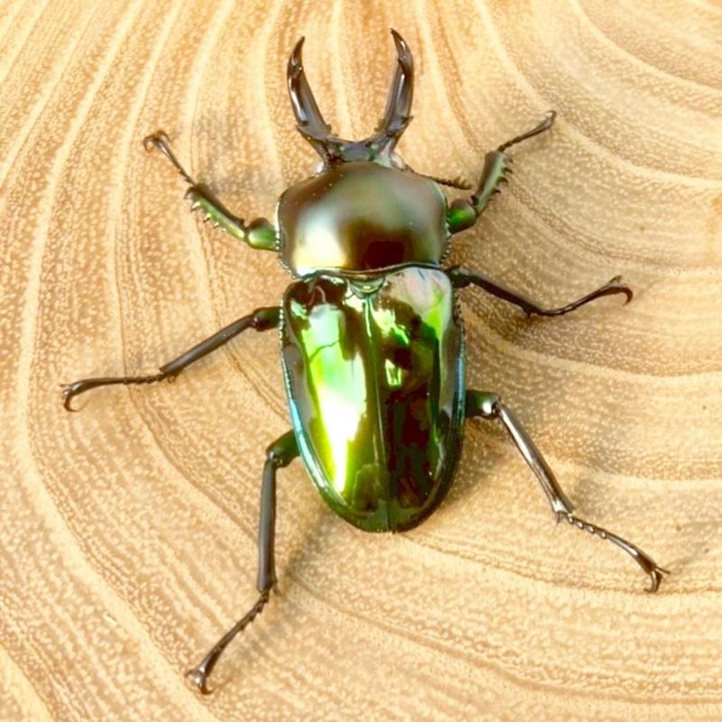 ニジイロクワガタ  ホワイトアイ【現物画像/オス】写真の個体が届きます 外国産 販売 生体 成虫 飼育 観賞 人気 きれい 色虫 虹色 光沢 にじいろ グリーン強 緑 |  | 04
