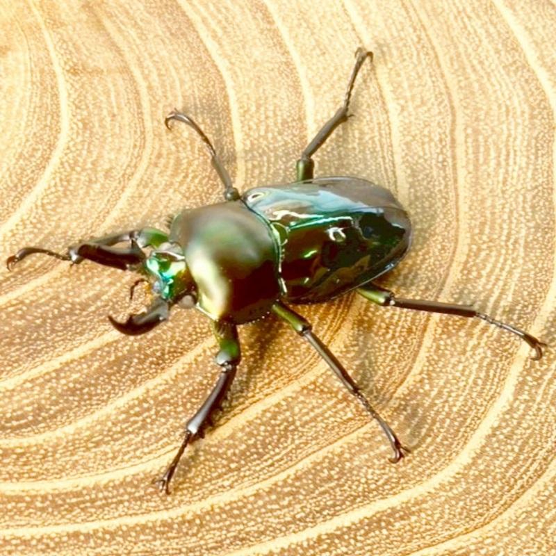ニジイロクワガタ  ホワイトアイ【現物画像/オス】写真の個体が届きます 外国産 販売 生体 成虫 飼育 観賞 人気 きれい 色虫 虹色 光沢 にじいろ グリーン強 緑 |  | 05