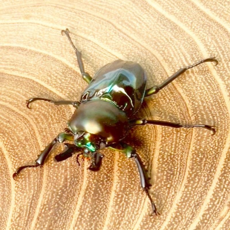 ニジイロクワガタ  ホワイトアイ【現物画像/オス】写真の個体が届きます 外国産 販売 生体 成虫 飼育 観賞 人気 きれい 色虫 虹色 光沢 にじいろ グリーン強 緑 |  | 06