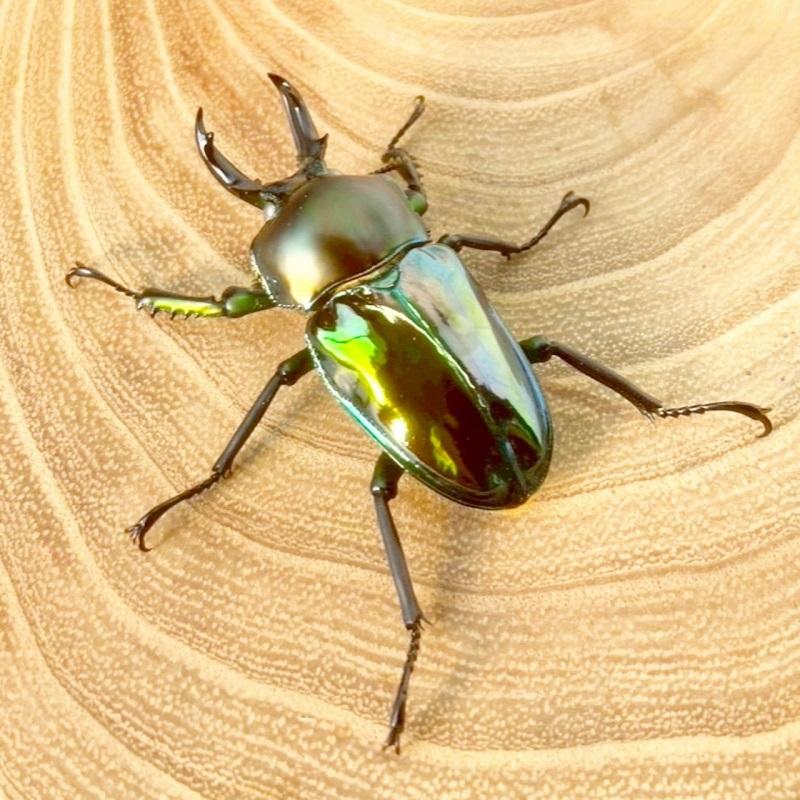 ニジイロクワガタ  ホワイトアイ【現物画像/オス】写真の個体が届きます 外国産 販売 生体 成虫 飼育 観賞 人気 きれい 色虫 虹色 光沢 にじいろ グリーン強 緑 |  | 07