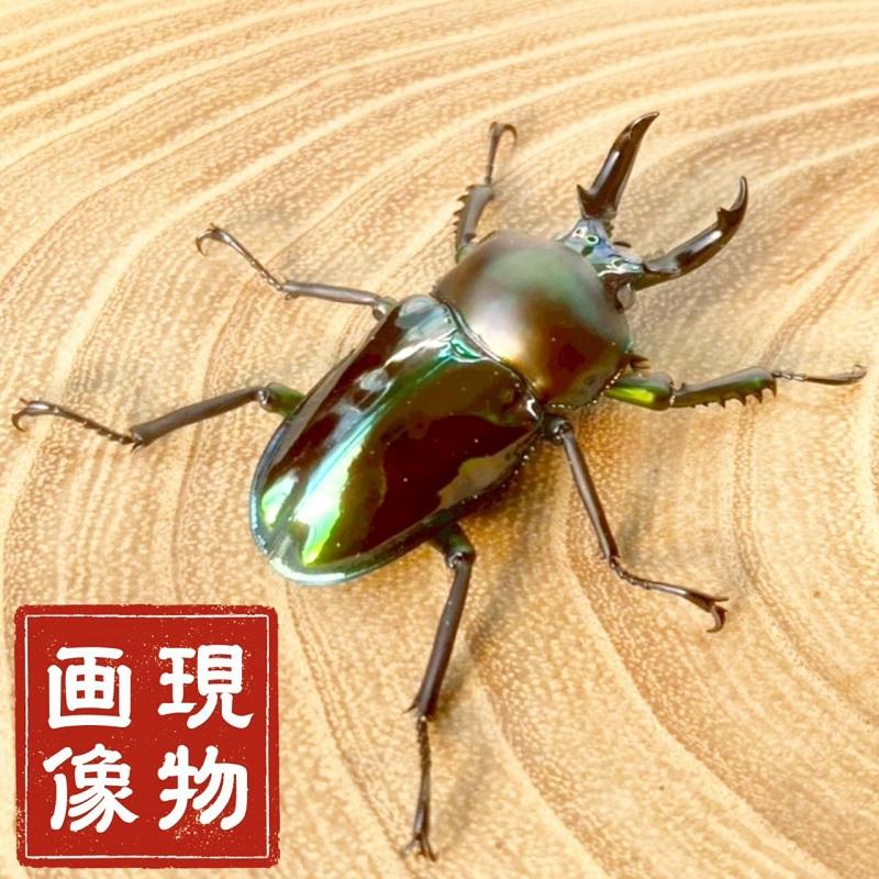 ニジイロクワガタ  ホワイトアイ【現物画像/オス】写真の個体が届きます 外国産 販売 生体 成虫 飼育 観賞 人気 きれい 色虫 虹色 光沢 にじいろ グリーン強 緑 |  | 08