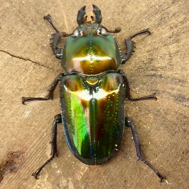 ニジイロクワガタ ホワイトアイ【現物画像/メス】写真の個体が届きます