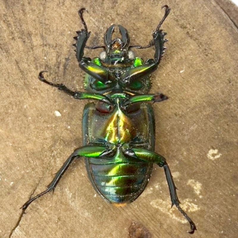 ニジイロクワガタ ホワイトアイ【現物画像/メス】写真の個体が届きます