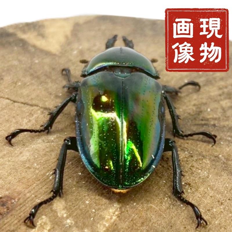 ニジイロクワガタ ホワイトアイ【現物画像/メス】写真の個体が届きます