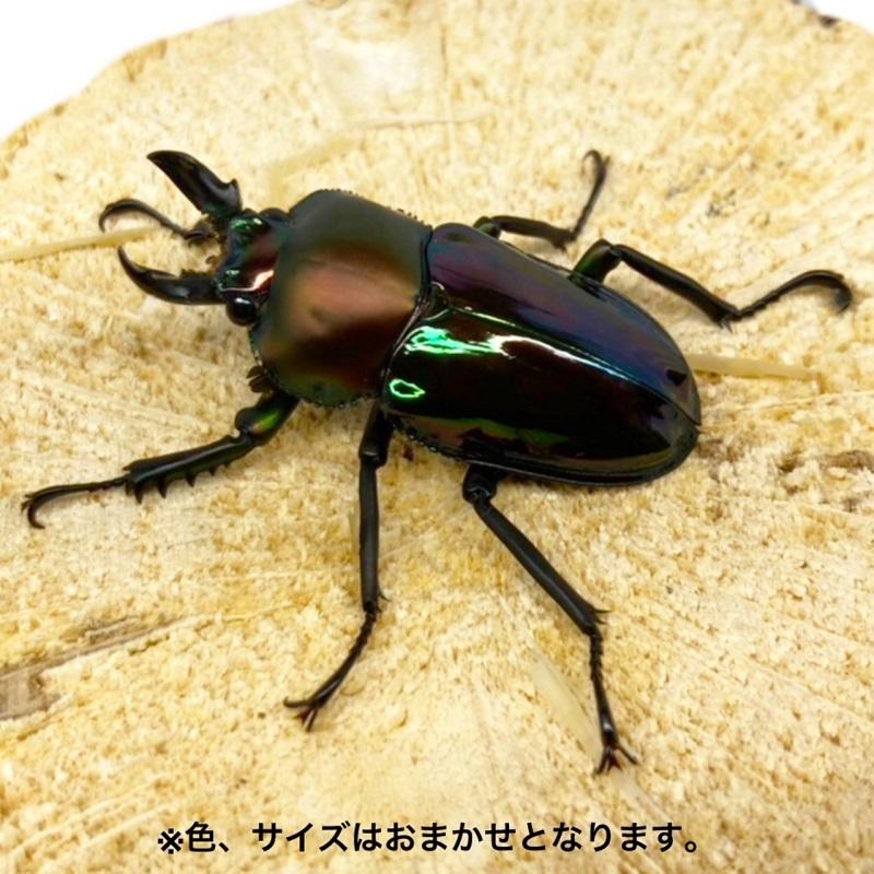 小型 ニジイロクワガタ SSサイズ ♂35mm以下 ペア 販売 生体