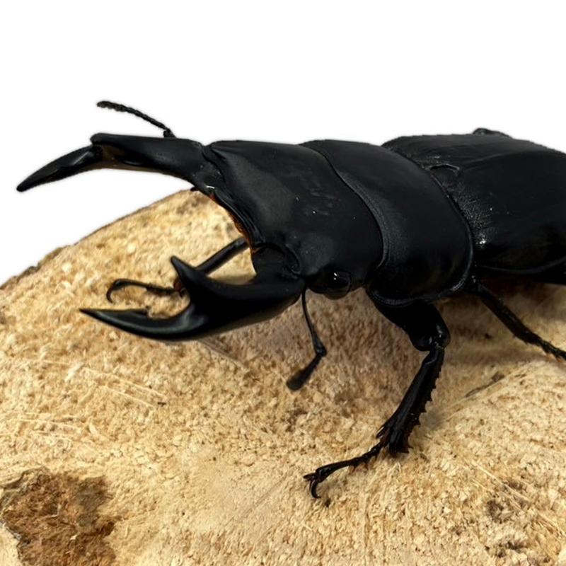 オオクワガタ 新成虫 1オス2メス 能勢YG