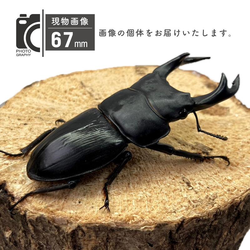 オオクワガタ 新成虫 1オス2メス 能勢YG