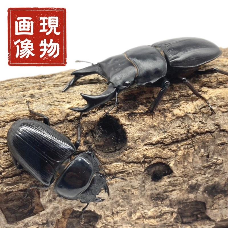 オオクワガタ【阿古谷産】 ペア 【現物画像】 写真の個体をお届け 国産 新成虫 販売 生体 成虫 ブリード 個体 大型 中型 小型 国産 繁殖 人気種 昆虫 飼育 観賞 の商品画像