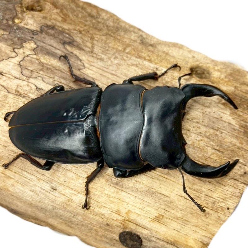 国産オオクワガタ オス 【能勢SR血統】大型血統 上翅にコブあり 軽度の