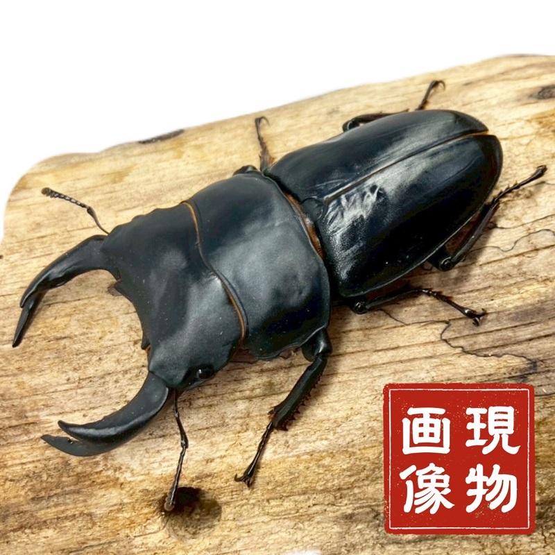 国産オオクワガタ オス 【能勢SR血統】大型血統 上翅にコブあり 軽度の