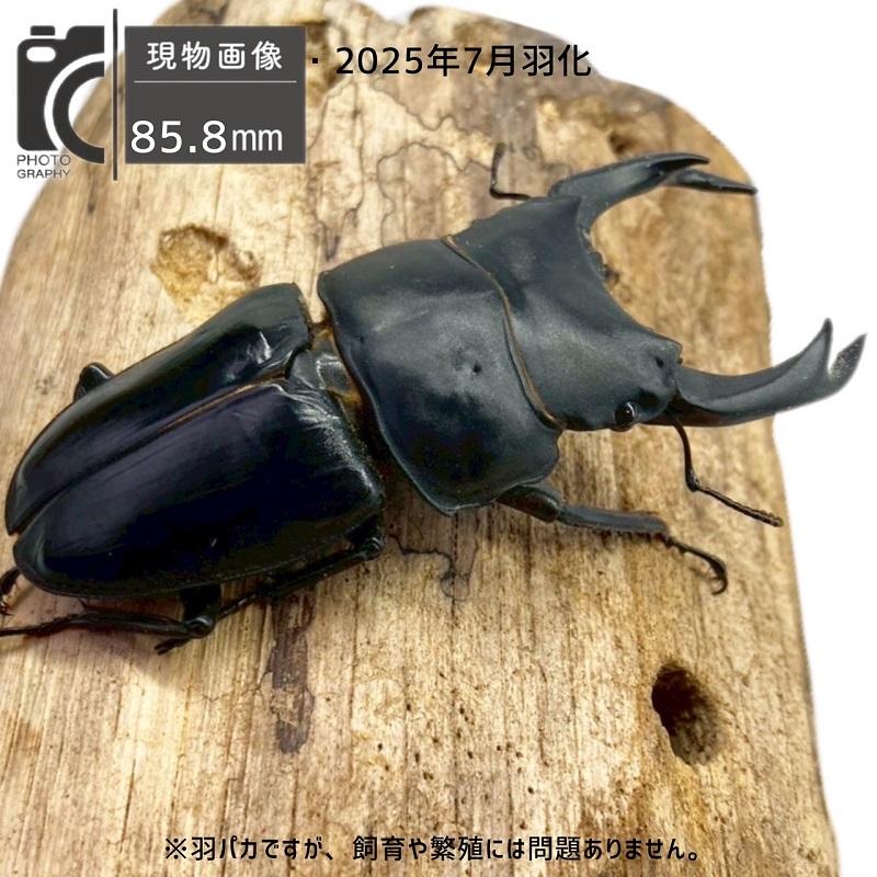 国産オオクワガタ オス 【能勢SR血統】大型血統 軽度の羽パカ 国産 