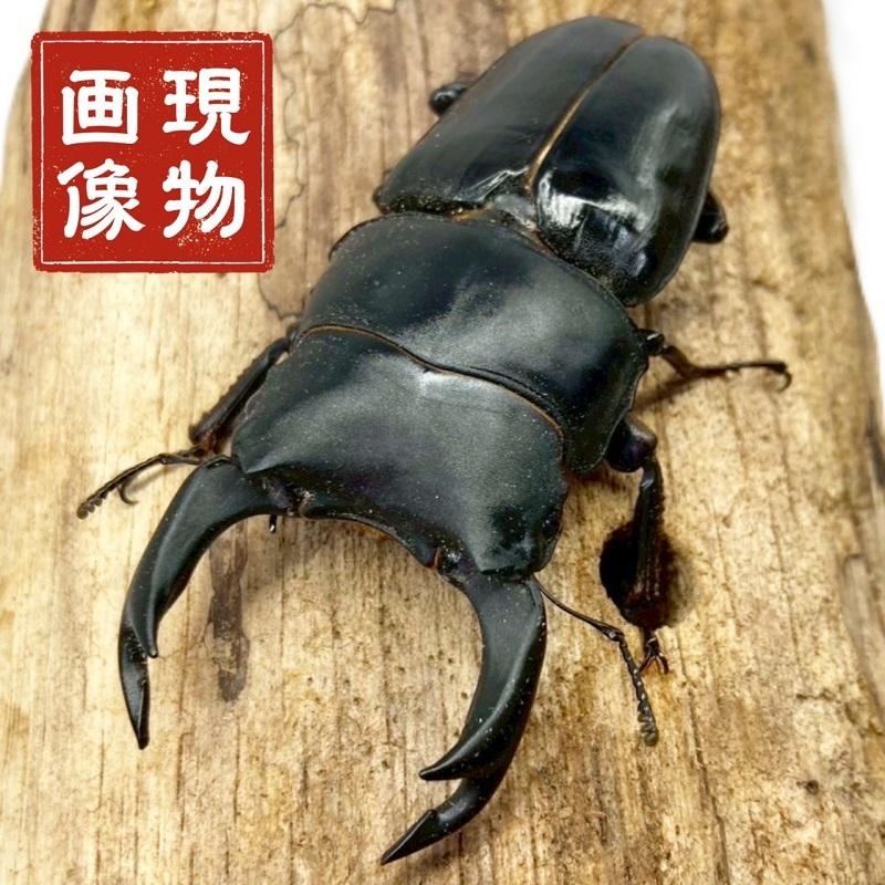 国産 オオクワガタ 能勢ＳＲ血統 ♂オス単品 オオクワガタ 能勢SR血統 81.5mm ペア》 | KPW BASE店